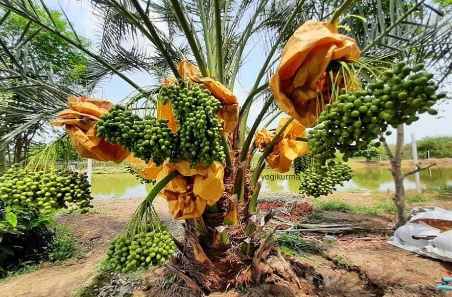 Barbatee Date Palm Garden