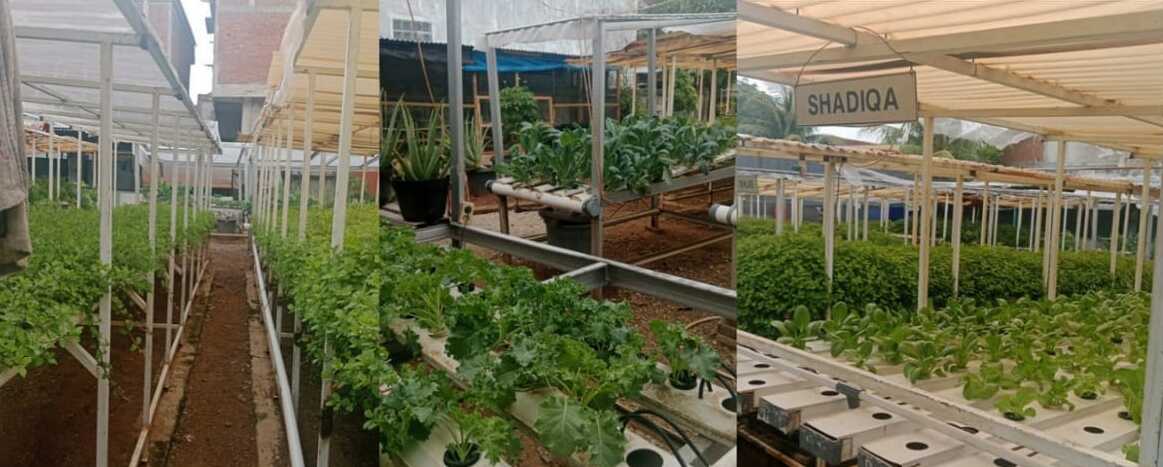 Hydroponic Farm
